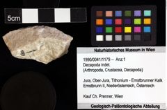 Foto (Objket + Etiketten) von Decapoda indet. 